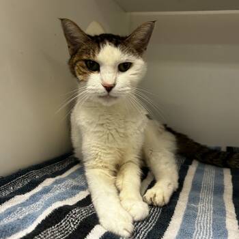 Rescue Domestic Short Hair Cats for Adoption in Philadelphia, Pennsylvania - Lady Grey | PetCurious