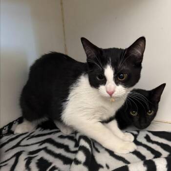 Domestic Short Hair Cats Available for Adoption in Westhampton, New York - Tone | PetCurious