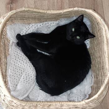 Rescue Domestic Short Hair Cats for Adoption in Rochester, Minnesota - Buddy | PetCurious