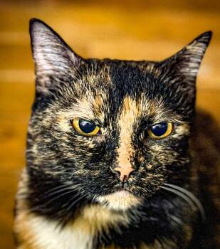 Rescue Domestic Short Hair Cats for Adoption in Paris, Kentucky - Cleopatra | PetCurious
