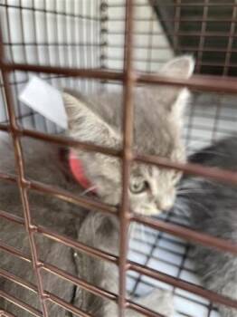 Rescue Domestic Short Hair Cats for Adoption in Houston, Texas - RED | PetCurious