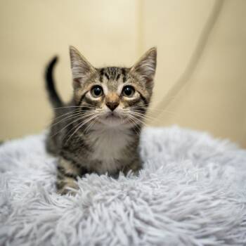 Michelangelo -  Domestic Short Hair Cat for Adoption in Gainesville, Georgia - Michelangelo | PetCurious