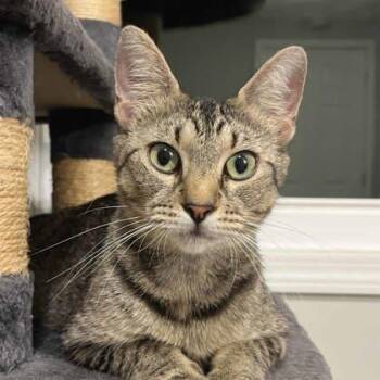 Barbara -  Domestic Short Hair Cat for Adoption in Atlanta, Georgia - Barbara | PetCurious