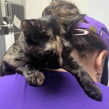 Isabella -  Domestic Short Hair Cat for Adoption in Springfield, Illinois - Isabella | PetCurious