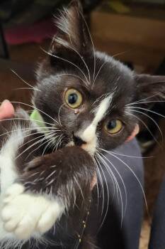 Jinx -  Domestic Short Hair Cat for Adoption in Virginia Beach, Virginia - Jinx | PetCurious