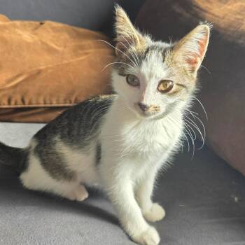 Eggo C12526 -  Domestic Short Hair Cat for Adoption - Eggo C12526 | PetCurious