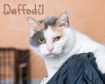 Domestic Short Hair Cats Available for Adoption in Somerset, Pennsylvania - Daffodil  | PetCurious