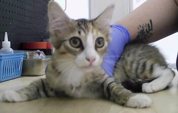 Brooklyn -  Domestic Short Hair Cat for Adoption in Dayton, Minnesota - Brooklyn | PetCurious