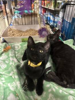 Raven -  Domestic Short Hair Cat for Adoption in Deltona, Florida - Raven | PetCurious