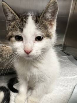 Rescue Domestic Short Hair Cats for Adoption in Simcoe, Ontario - Railway | PetCurious