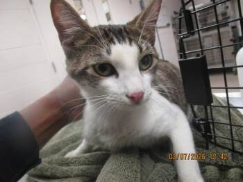 Domestic Short Hair Cats Available for Adoption - (672) | PetCurious