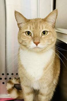 Casey -  Domestic Short Hair Cat for Adoption in Bowie, Maryland - Casey | PetCurious