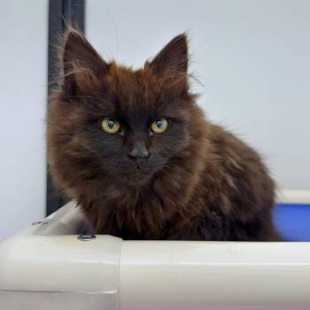 Domestic Medium Hair Cats Available for Adoption - Thelma | PetCurious