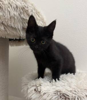 Diggy @ PetSmart Walker Rd -  Domestic Short Hair Cat for Adoption in Newberg, Oregon - Diggy @ PetSmart Walker Rd | PetCurious