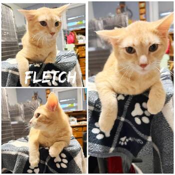 Domestic Short Hair Cats Available for Adoption in Saint James, Missouri - Fletch | PetCurious
