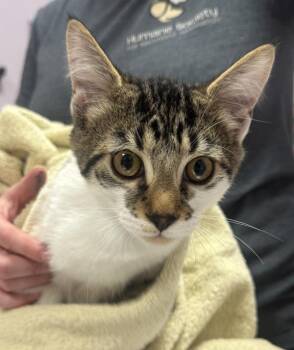 Domestic Short Hair Cats Available for Adoption - Deirdre | PetCurious