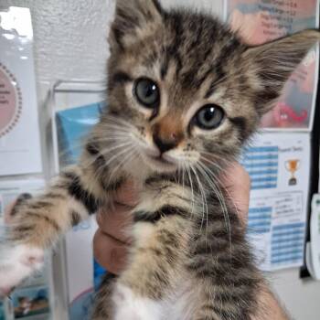 Whimsykins -  Domestic Short Hair Cat for Adoption in Birmingham, Alabama - Whimsykins | PetCurious