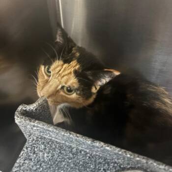 Amira -  Domestic Short Hair Cat for Adoption in Newark, New Jersey - Amira | PetCurious