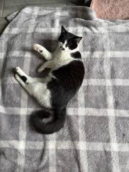 Domestic Short Hair Cats Available for Adoption - Domino | PetCurious