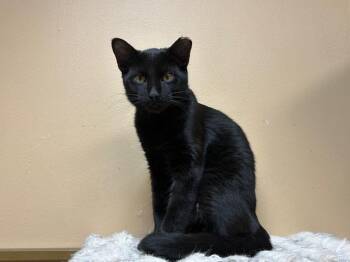 Rescue Domestic Short Hair Cats for Adoption in Chicago, Illinois - Pantera | PetCurious