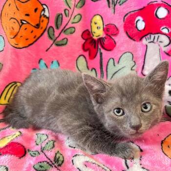 Slate -  Domestic Short Hair Cat Available for Adoption in Mt. Juliet, Tennessee - Slate | PetCurious