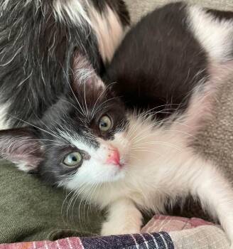 Britney -  Domestic Short Hair Cat for Adoption in Concord, North Carolina - Britney | PetCurious