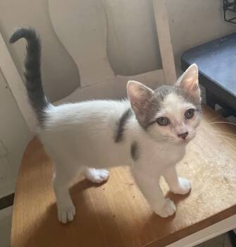 Gretta -  Domestic Short Hair Cat for Adoption in Troy, New York - Gretta | PetCurious