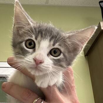 ZIPPER -  Domestic Short Hair Cat for Adoption in Kyle, Texas - ZIPPER | PetCurious