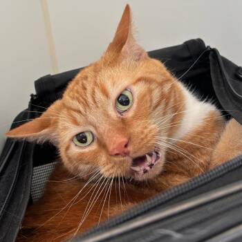 Rescue Domestic Short Hair Cats for Adoption in Naperville, Illinois - Tony | PetCurious