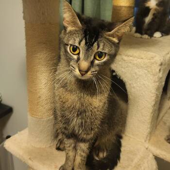 Domestic Short Hair and Abyssinian Cats Available for Adoption in Morrison, Colorado - Bluebell Starkey | PetCurious