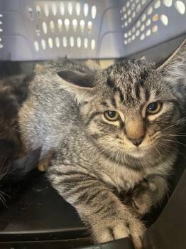 Domestic Medium Hair Cats Available for Adoption - Bridgerton Kittens (Anthony) | PetCurious