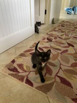 Lulu KITTEN -  Domestic Short Hair Cat for Adoption in Rockaway, New Jersey - Lulu KITTEN | PetCurious