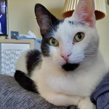 Domestic Short Hair Cats Available for Adoption in Philadelphia, Pennsylvania - Peeps  | PetCurious