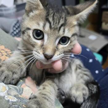 Rescue Domestic Short Hair Cats for Adoption in Eagle Mountain, Utah - Wax McGuire | PetCurious