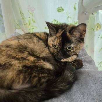 Domestic Short Hair Cats Available for Adoption in Fairport, New York - Allie | PetCurious