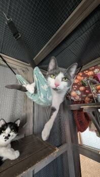 Domestic Short Hair Cats Available for Adoption in Grand Rapids, Michigan - Ash | PetCurious
