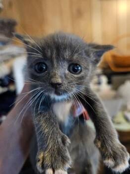 Q-Pain -  Domestic Medium Hair Cat for Adoption in Kennewick, Washington - Q-Pain | PetCurious