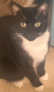 Cookie (and Reese) -  Domestic Short Hair Cat for Adoption in New York, New York - Cookie (and Reese) | PetCurious
