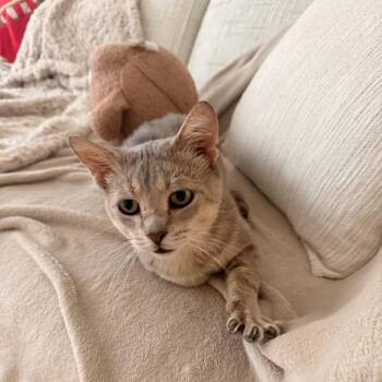 Feldspar -  Domestic Short Hair Cat for Adoption in Evanston, Illinois - Feldspar | PetCurious
