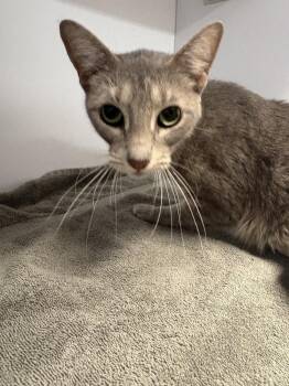 Domestic Short Hair Cats Available for Adoption in Bolivar, Missouri - Mookie | PetCurious