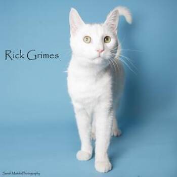 Domestic Short Hair Cats Available for Adoption - Rick Grimes | PetCurious