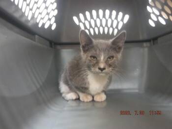 SASHA -  Domestic Short Hair Cat for Adoption in Oroville, California - SASHA | PetCurious