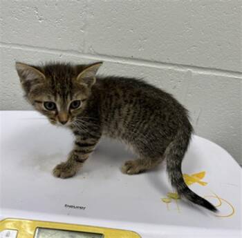 ORZO -  Domestic Short Hair Cat for Adoption in Indianapolis, Indiana - ORZO | PetCurious