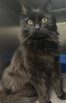 CONRAD -  Domestic Long Hair Cat for Adoption in Santa Cruz, California - CONRAD | PetCurious