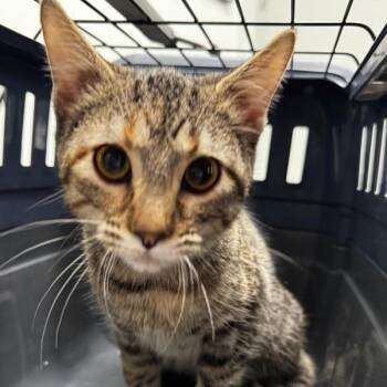 Domestic Short Hair Cats Available for Adoption - Zora | PetCurious