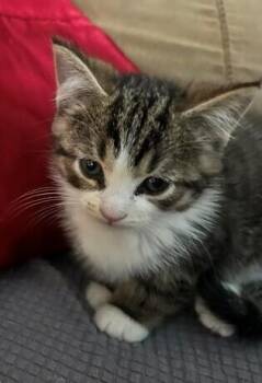 Domestic Short Hair Cats Available for Adoption - Grizzly Bear | PetCurious