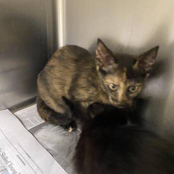 Zara -  Domestic Short Hair Cat for Adoption in Winston-salem, North Carolina - Zara | PetCurious