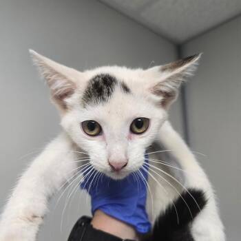 Stars -  Domestic Short Hair Cat for Adoption in Concord, North Carolina - Stars | PetCurious