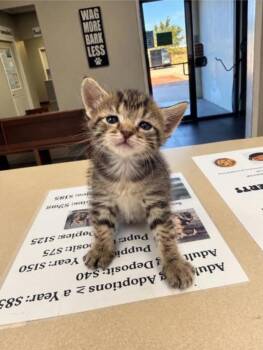 Tizzy -  Domestic Short Hair Cat for Adoption in Winfield, Kansas - Tizzy | PetCurious