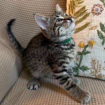 Domestic Short Hair Cats Available for Adoption in Lewisville, Texas - Finney | PetCurious
